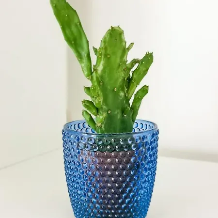 Endless Summer كوراليهو